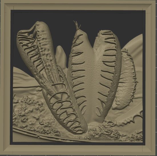 Carnivous Collection: Dionaea Muscipula GJ Maratchi